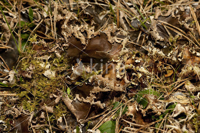 Kaal leermos (Peltigera hymenina)