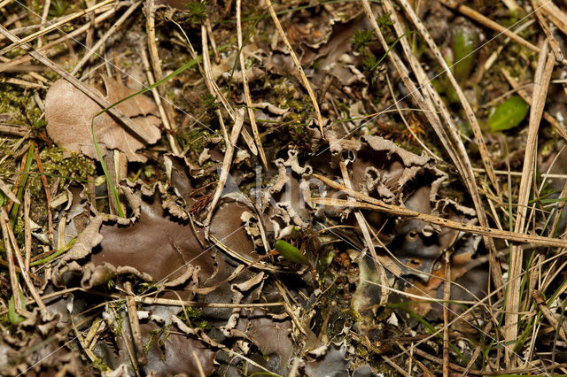 Kaal leermos (Peltigera hymenina)