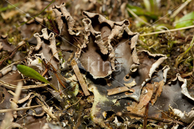 Kaal leermos (Peltigera hymenina)