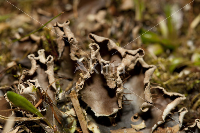 Kaal leermos (Peltigera hymenina)