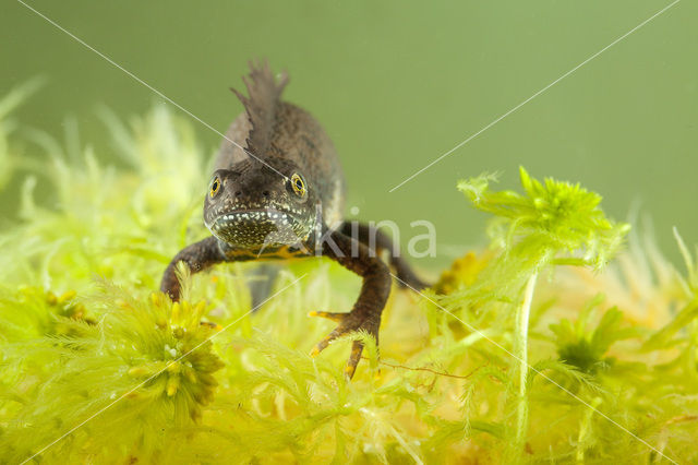 Kamsalamander (Triturus cristatus)