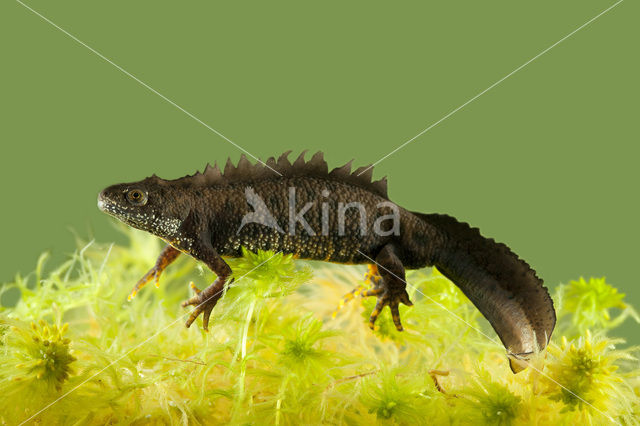 Kamsalamander (Triturus cristatus)