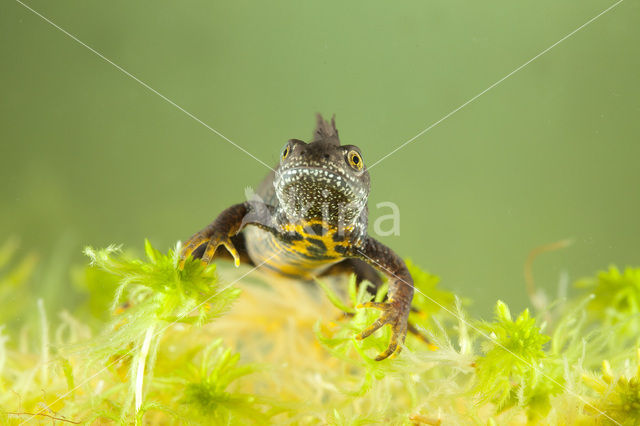 Kamsalamander (Triturus cristatus)