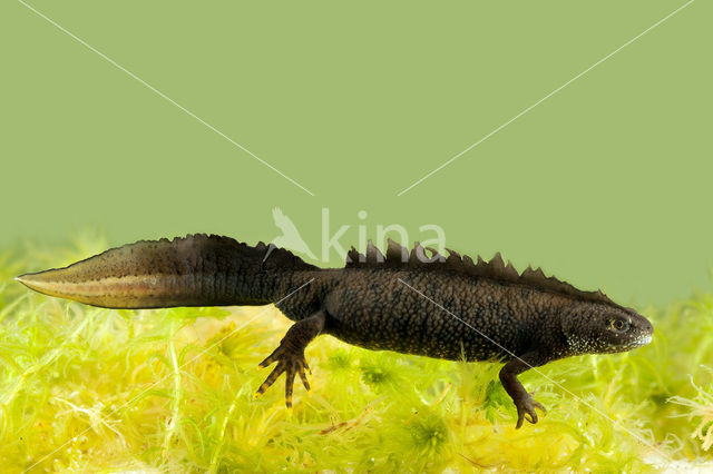 Great Crested Newt