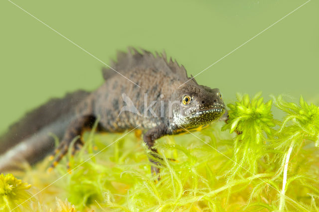 Great Crested Newt