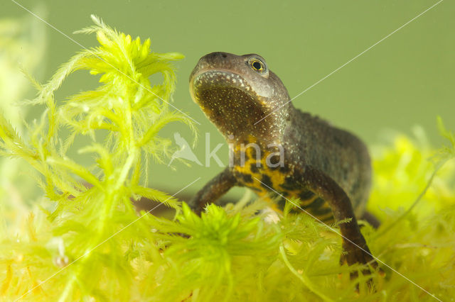 Great Crested Newt