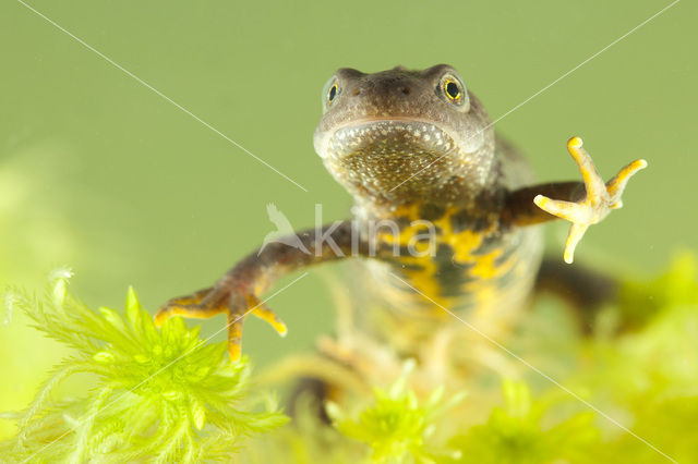 Kamsalamander (Triturus cristatus)