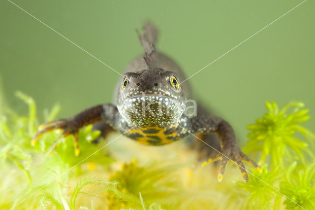 Kamsalamander (Triturus cristatus)