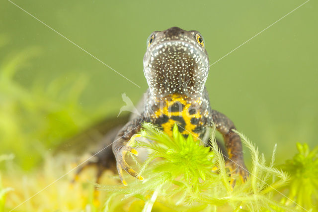 Kamsalamander (Triturus cristatus)