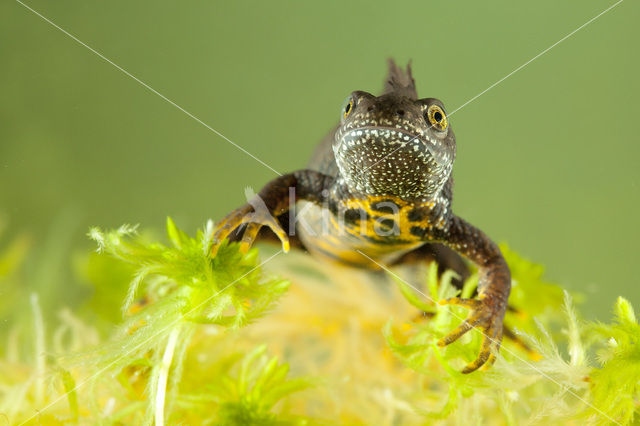 Kamsalamander (Triturus cristatus)