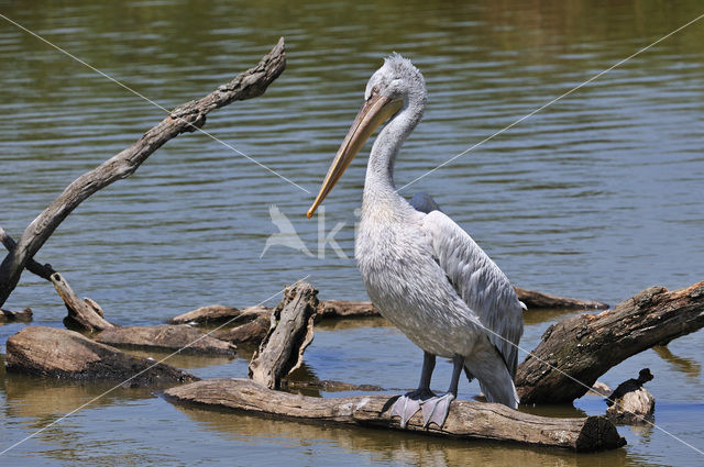 Pink-backed Pelican (Pelecanus rufescens)