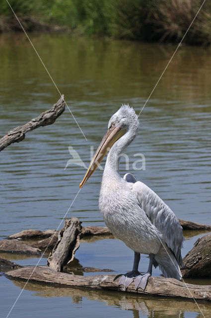 Pink-backed Pelican (Pelecanus rufescens)