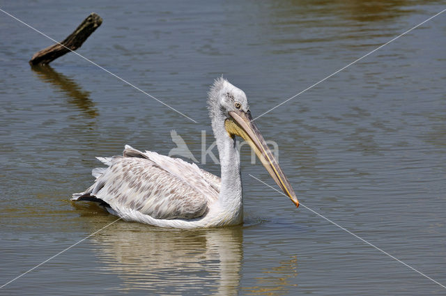 Pink-backed Pelican (Pelecanus rufescens)