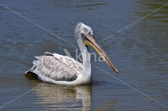 Pink-backed Pelican (Pelecanus rufescens)