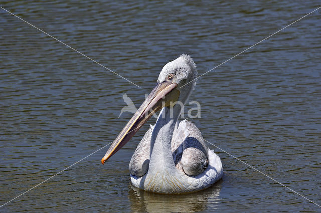 Kleine Pelikaan (Pelecanus rufescens)