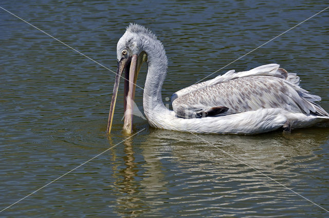 Pink-backed Pelican (Pelecanus rufescens)