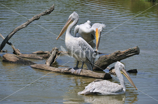 Kleine Pelikaan (Pelecanus rufescens)