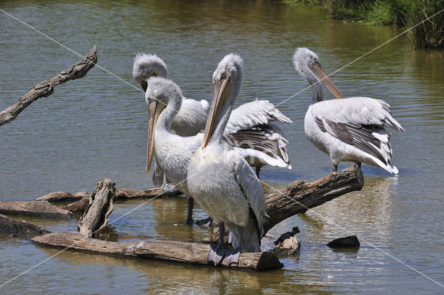 Pink-backed Pelican (Pelecanus rufescens)