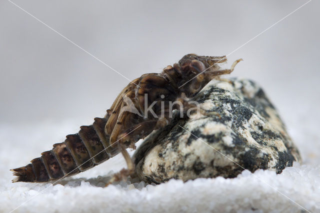 Kleine tanglibel (Onychogomphus forcipatus)