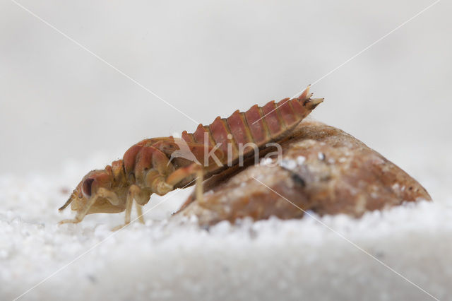 Kleine tanglibel (Onychogomphus forcipatus)