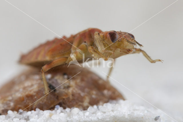 Kleine tanglibel (Onychogomphus forcipatus)