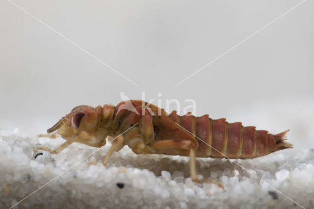 Kleine tanglibel (Onychogomphus forcipatus)