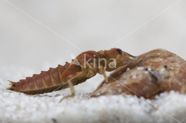 Kleine tanglibel (Onychogomphus forcipatus)