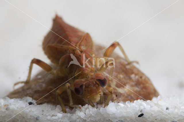 Kleine tanglibel (Onychogomphus forcipatus)