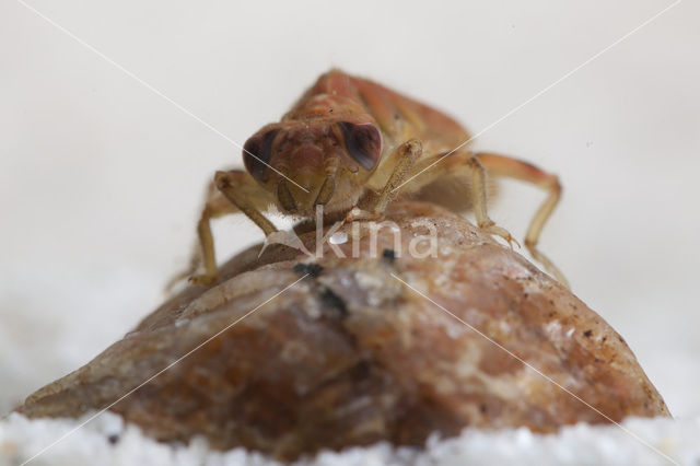 Kleine tanglibel (Onychogomphus forcipatus)