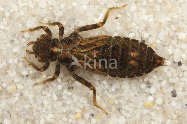 Kleine tanglibel (Onychogomphus forcipatus)