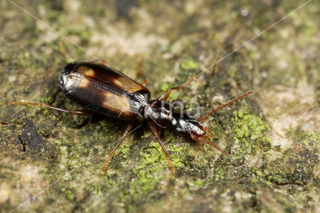 Kleine Viervlekschorsloper (Calodromius spilotus)