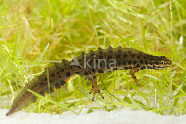 Kleine watersalamander (Lissotriton vulgaris)