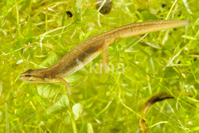 Kleine watersalamander (Lissotriton vulgaris)