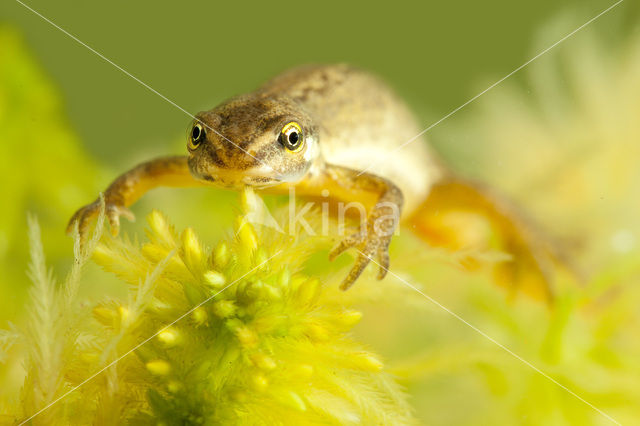 Kleine watersalamander (Lissotriton vulgaris)