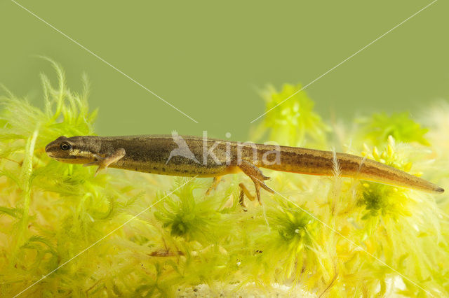 Kleine watersalamander (Lissotriton vulgaris)