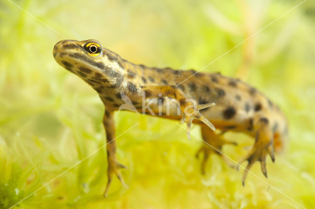 Kleine watersalamander (Lissotriton vulgaris)