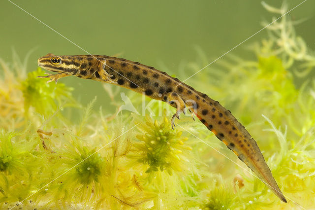 Kleine watersalamander (Lissotriton vulgaris)