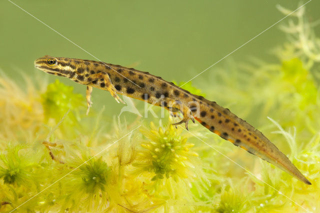 Kleine watersalamander (Lissotriton vulgaris)