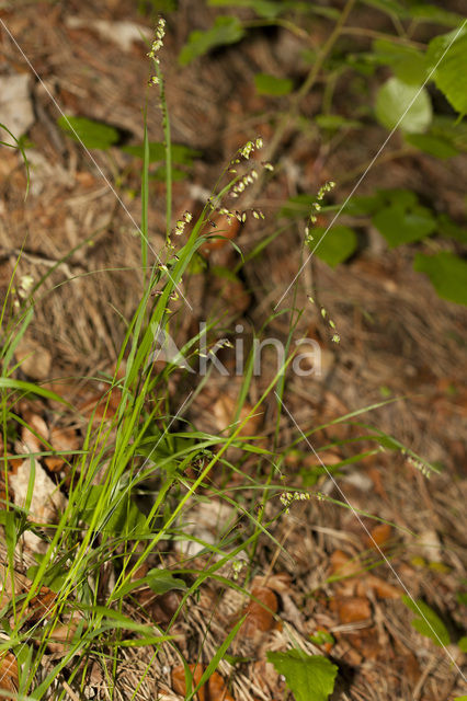 Knikkend parelgras (Melica nutans)