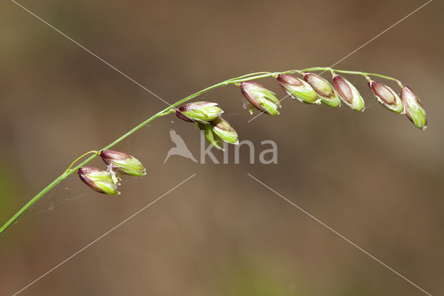 Knikkend parelgras (Melica nutans)