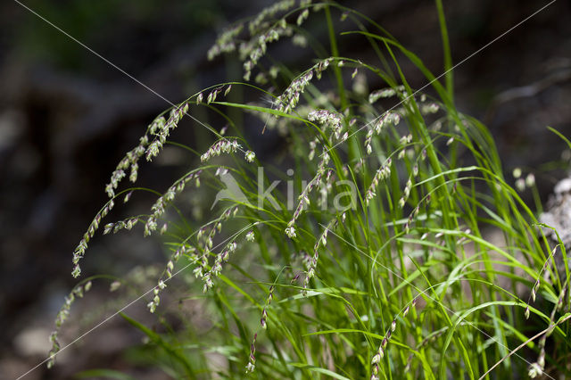 Knikkend parelgras (Melica nutans)