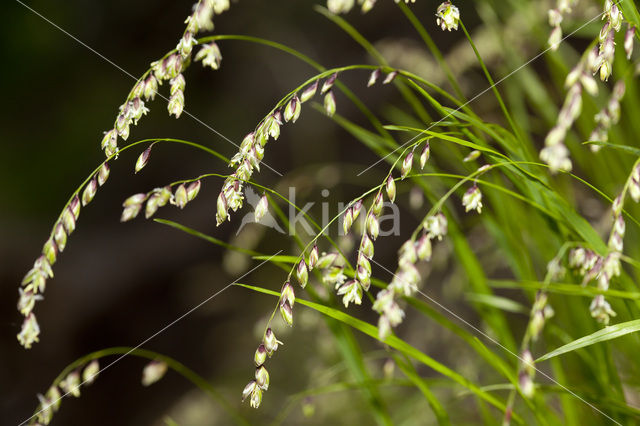 Knikkend parelgras (Melica nutans)