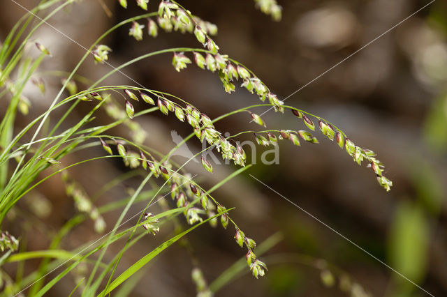 Knikkend parelgras (Melica nutans)