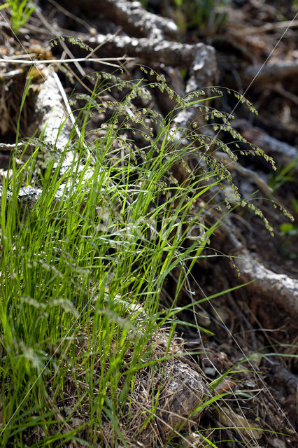 Knikkend parelgras (Melica nutans)