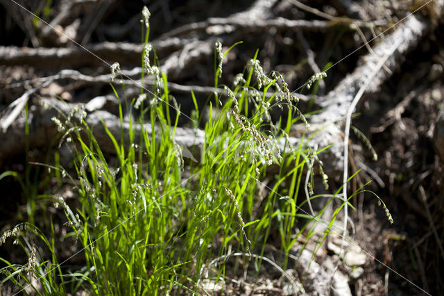 Knikkend parelgras (Melica nutans)