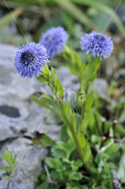 Kogelbloem (Globularia bisnagarica)