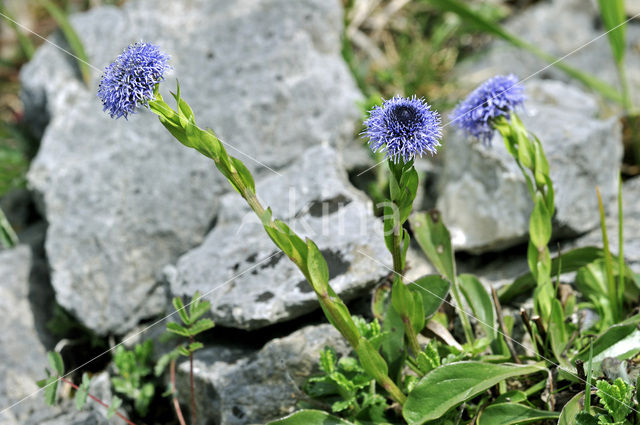 Kogelbloem (Globularia bisnagarica)