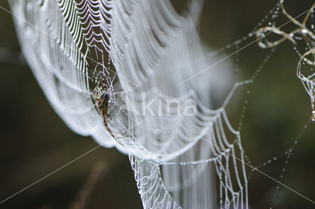 Kruisspin (Araneus diadematus)