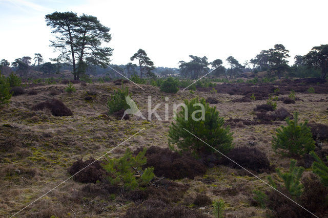 Landgoed Leuvenhorst