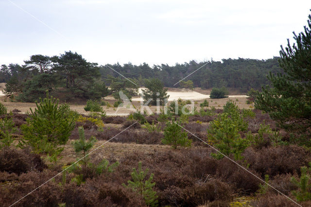 Landgoed Leuvenhorst